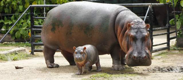 Foto Cortesía Zoológico Santa fe