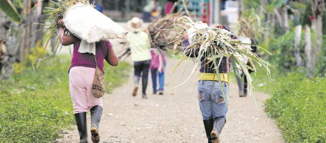 Crece restitución de tierras y amenazas a las víctimas | La meta anunciada por el Gobierno es restituir dos millones de hectáreas despojadas por ilegales. FOTO MANUEL SALDARRIAGA