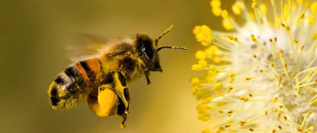 Una abeja visitando una flor. La falta de consenso sobre las causas de la desaparición de colonias dificulta tomar medidas oportunas. FOTO CORTESÍA