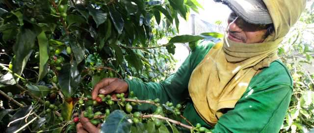 Auxilio cafetero será retroactivo y se volverá a pagar en 15 días | El precio interno de la carga de café depende de la tasa de cambio y de su cotización internacional. FOTO JUAN ANTONIO SÁNCHEZ