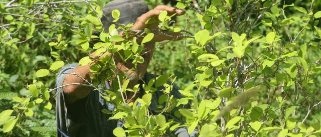 Extradición y fumigación, la traba en la firma del acuerdo | Catatumbo y Tumaco son dos de las zonas con más cultivos de hoja de coca. FOTO DONALDO ZULUAGA