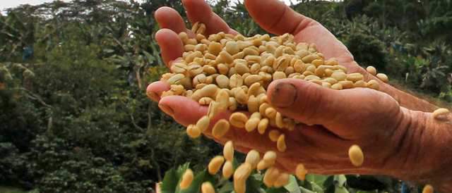 El PIB del agro se habría expandido 6,0% en 2013, según Fedesarrollo, impulsado por más producción de café. FOTO HENRY AGUDELO