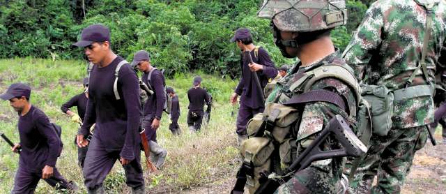 Norte de Antioquia no se libra del asedio violento de las Farc | Otra ofensiva en el norte de Antioquia es contra los cultivos de coca, que controlan las Farc para financiarse. FOTO MANUEL SALDARRIAGA