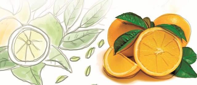 El jugoso sabor de los cítricos |