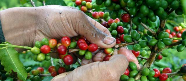 El 80 por ciento del café que se consumió en Colombia en 2012 fue importado | FOTO ARCHIVO