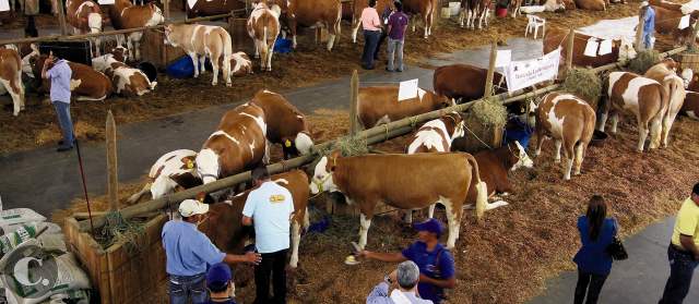 El agro se concentra en Medellín | Expofinca estará abierta desde hoy hasta el lunes festivo. El costo de la boletería general es de $15.000. FOTO RÓBINSON SÁENZ