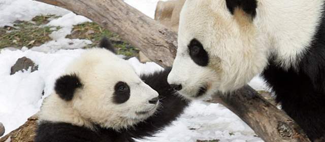 Científicos hallaron los fósiles más antiguos de la familia de los panda |