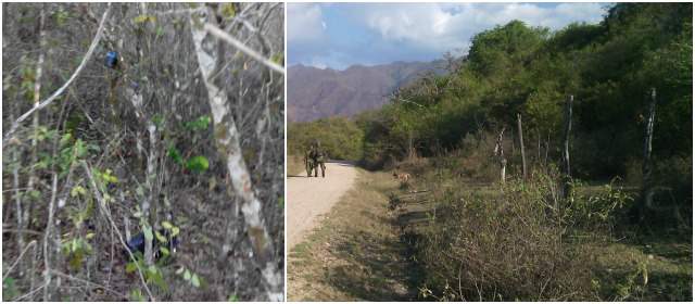 Ejército encuentra explosivos instalados en ramas de los árboles