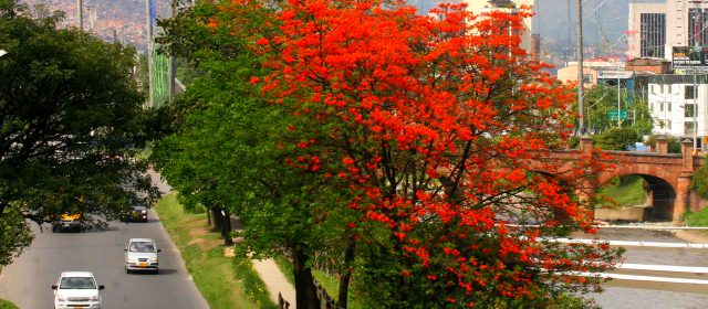 Medellín reverdecerá con orden | Los cámbulos a la orilla del río Medellín convierten la ciudad en una fiesta coralina durante su florescencia dos veces al año. FOTO DONALDO ZULUAGA