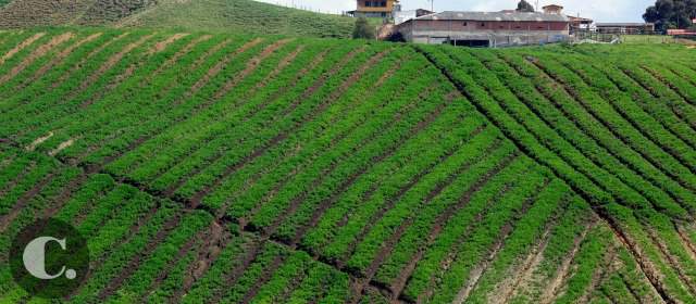 En zonas altas, como el norte de Antioquia (foto) la temperatura ha subido y lo sienten los cultivos. FOTO JULIO CÉSAR HERRERA