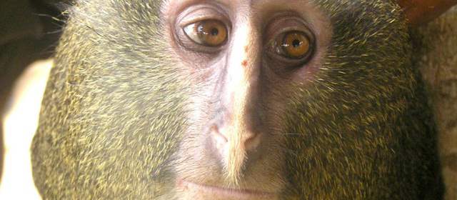 Descubren una nueva especie de mono africano en el corazón del Congo |