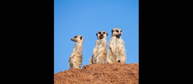 Suricatos, de África al Magdalena medio | FOTO SHUTTERSTOCK