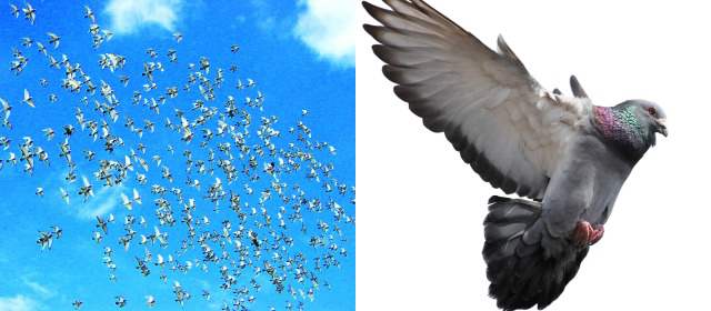 Palomas compiten por bolsa de $60 millones | Las palomas serán liberadas en Pasto a primera hora de la mañana. Se espera que las primeras o la primera llegue a la sede del colombódromo en Fizebad pasadas las 2 p.m. FOTOS HENRY AGUDELO Y SSTOCK