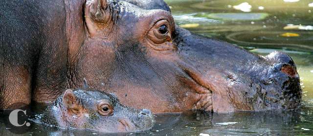 Pepa, al charco feliz con su cría | Una ceremonia de bautizo de la nueva habitante se efectuará en el Zoológico tan pronto haya nombre. Mientras tanto la nueva habitante del zoológico no se despega de su madre. FOTO DONALDO ZULUAGA