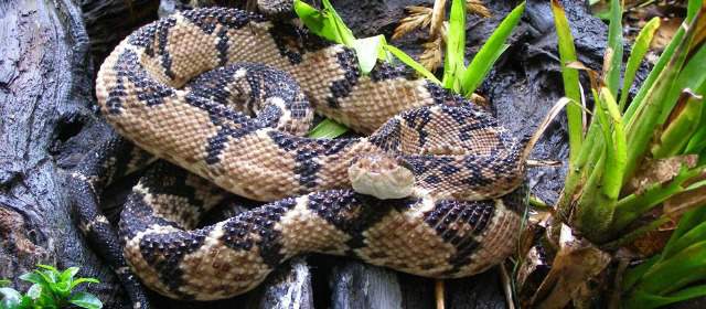 En el Serpentario de la U. de A. nacieron siete verrugosos | Imagen de la verrugoso y del momento de la eclosión. FOTO CORTESÍA - ANA MARIA HENAO