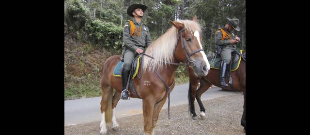 Los carabineros lloran muerte de su caballo Charlie | Por su belleza y nobleza, Charlie era el caballo más querido por los turistas en Arví. FOTO CORTESÍA