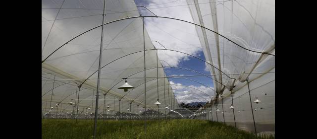El 'tumbis' de un mexicano a la Biofábrica | Reparar este boquete del invernadero le vale a la Biofábrica de Semillas $2 millones. Si no los consigue, un ventarrón podría dejar en el suelo toda esa infraestructura. FOTO DONALDO ZULUAGA