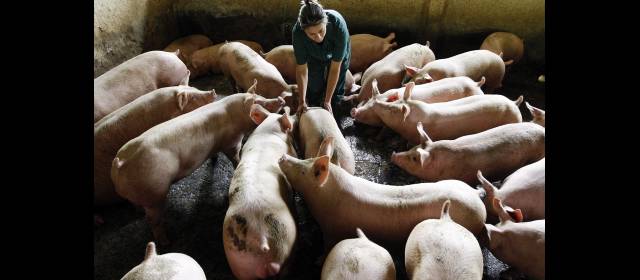 Reforma congeló la caja porcícola | Unos 600 mil productores piden la devolución de la retención por concepto de IVA, por parte de la Dian. FOTO JAIME PÉREZ