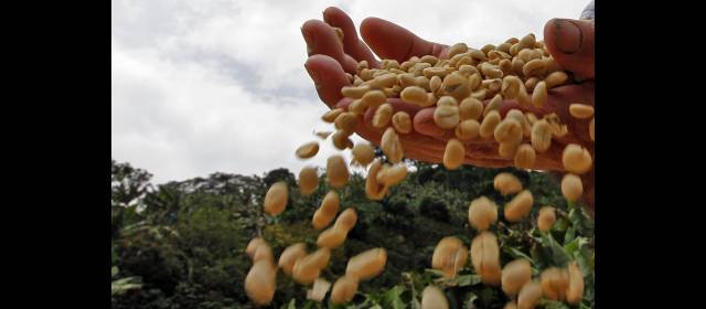 Por baja de precios, PIC sube a $165.000 | Cada pago se realiza directamente al productor cafetero que solicita el apoyo. FOTO HENRY AGUDELO