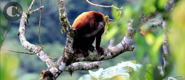 A proteger 69 millones de hectáreas de bosques | Mono aullador del bosque Barbas-Bremen en Filandia, Quindío, área que los campesinos del sector protegen. FOTO MANUEL SALDARRIAGA