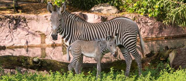 Foto cortesía Bush Gardens