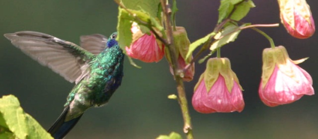 América del Sur, entre las zonas con más desaparición de humedales | Los humedales albergan gran variedad de especies animales y vegetales. FOTO ARCHIVO EL COLOMBIANO