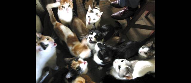 Gatos pueden afectar la convivencia | Según la encuesta de calidad de vida 2011, hay 49.848 gatos como animal de compañía. ARCHIVO