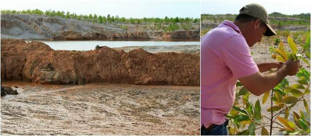 Suelos envenenados por la minería cobran vida en Cuturú | Aunque la explotación minera a cielo abierto sigue en las tierras del Bajo Cauca, paralela avanza la reforestación. El mejor ejemplo es Cuturú. FOTO ROBINSON SÁENZ