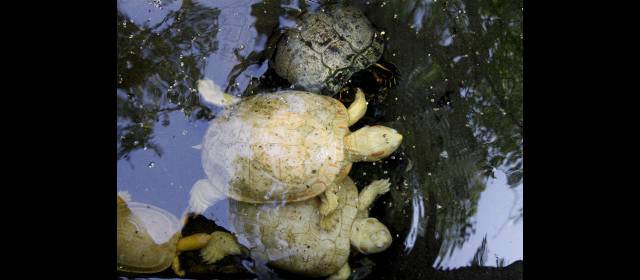 Cispatá ofrece playas y fauna | En la foto, dos de las tres tortugas albinas que viven en la Bahía de Cispatá. FOTO DONALDO ZULUAGA