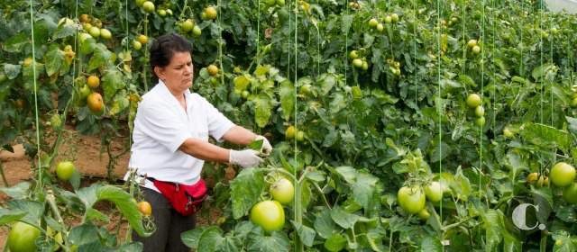En cuatro comunas hay cinco huertas agroecológicas | 122 familias se benefician de los programas de unidades agrícolas en los 5 corregimientos de Medellín. FOTO EDWIN BUSTAMANTE