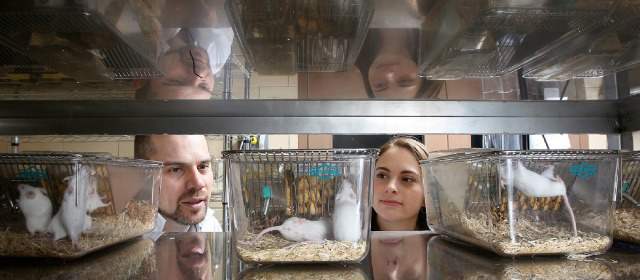 Ojo: animales en experimentos | Para estudios en neurología, obesidad, siquiatría, enfermedades varias, ensayo de nuevas medicinas y otras situaciones son usados los animales. Cortesía PURDUE