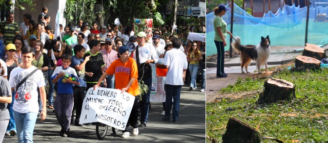 A la Alcaldía llevaron los pedazos | Dos aspectos de la constante actividad ciudadana en la avenida El Poblado, en Envigado, en el sector del Túnel Verde. A la izquierda, la marcha de protesta que se desató en la tarde del sábado, después de la primera tala de árboles. A un lado, lo que quedó de los chiminangos. FOTOS JUAN ANTONIO SÁNCHEZ Y JULIO CÉSAR HERRERA