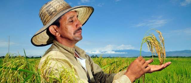 Colombia avanza en la era de la biofortificación | Arroz biofortificado, otro cultivo que se trabaja para mejorar su contenido. CORTESÍA CIAT/N. PALMER