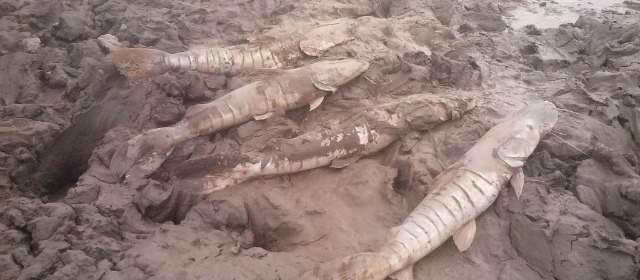 No hay soluciones para calmar la sed en Casanare | Peces muertos en un arroyo que se secó. La muerte ronda en el Casanare. CORTESÍA GOBERNACIÓN