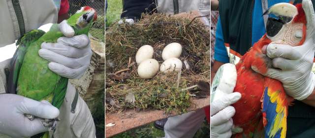 Policía incautó guacamayas, tortugas y patos en una finca de Barbosa |