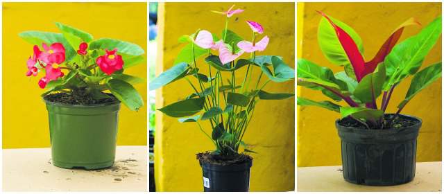 Plantas para decorar el hogar | 1. Orquídea 2. Begonia dragón 3. Filodendro 4. Anturio. La orquídea debe ser sembrada en un suelo esponjoso, no en la tierra negra normal. FOTOS JUAN ANTONIO SÁNCHEZ