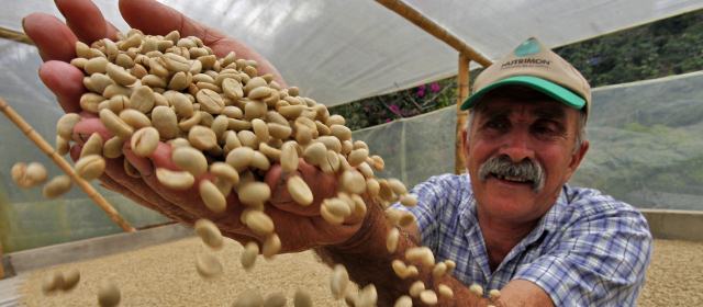 La angustia cafetera aún no se acaba |