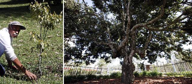 Dos árboles de ilustre abolengo | Iván Alzate Gómez, jardinero, cuida del único descendiente del Árbol Raro de Rionegro. FOTO JULIO CÉSAR HERRERA