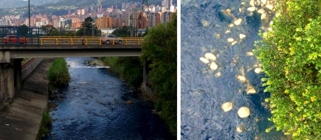 El río Medellín se tiñó de azul |