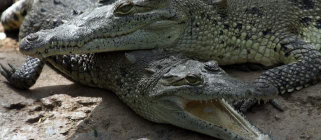 Caimanes aguja, búhos, lechuzas, serpientes, felinos. En el Centro de Recuperación de Fauna se reciben. Cada día hay nuevos individuos provenientes de tajos que se abrirán. FOTOS HENRY AGUDELO