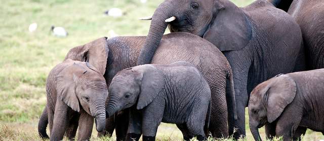 El tráfico del marfil: así matan al elefante africano | El elefante africano (Loxodonta africana) pesa de 3,5 a 6,5 toneladas, vive de 60 a 70 años y mide hasta 4 metros. FOTO CORTESÍA AFW/BILLY DODSON