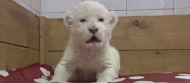 Una leona blanca crece en el zoológico de Belgrado. | Foto AP
