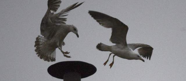La gaviota que trajo el mensaje del Espíritu Santo |
