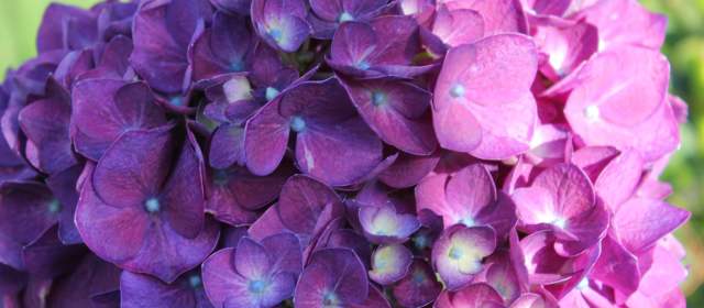 Hortensias colombianas desbancan a las chinas en el mercado coreano | FOTO Cortesía