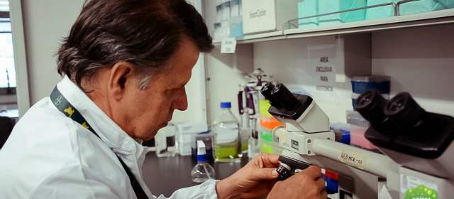 A prueba control biológico contra virus del dengue | Iván Darío Vélez, director del Pecet, en su trabajo en el laboratorio, previo a la aplicación en la comunidad. FOTO CORTESÍA