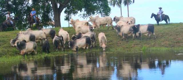 Alertan sobre inviabilidad económica de Fogansa | En la actualidad el inventario de ganado de Fogansa alcanza las 10.000 cabezas, en su mayoría ubicadas en predios de Urabá y el departamento de Córdoba. FOTO CORTESÍA