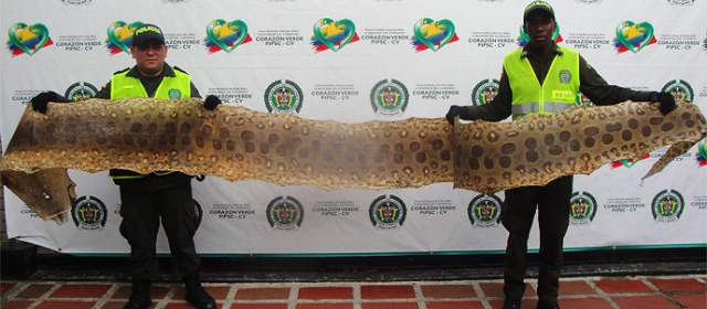 Decomisan seis metros de piel de anaconda en Cali
