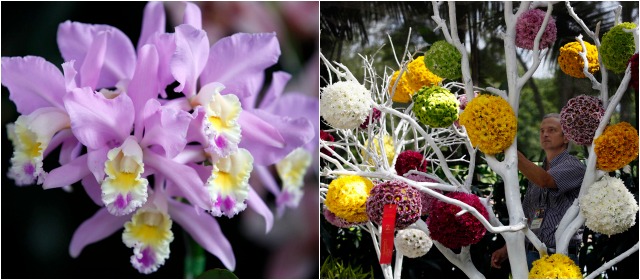 Orquídeas, pájaros y flores, más bella que nunca