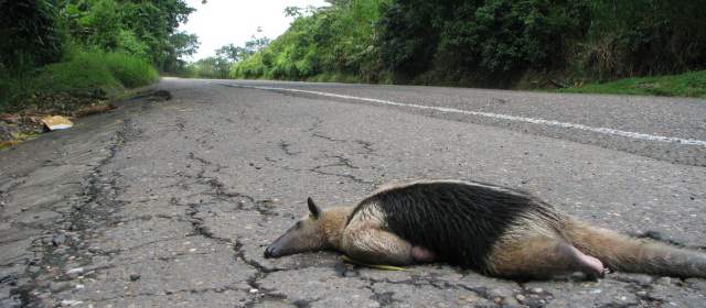 La tristeza que produce un animal atropellado | Es frecuente el atropello de animales en las carreteras del Oriente. FOTO CORTESÍA ABURRÁ NATURAL