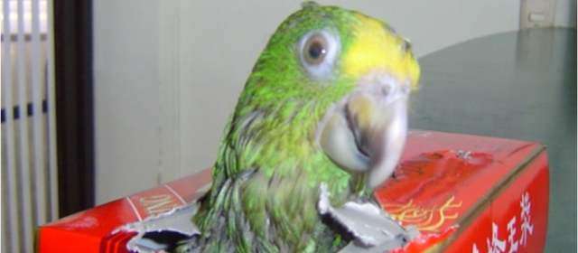 Autoridades descubrieron tráfico de aves en envases y tubos de plástico | Las aves eran transportadas anestesiadas para evitar alertas en contenedores con orficios. Cortesía: Secretaría de Ambiente de Bogotá